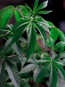 close up photo of cannabis plant