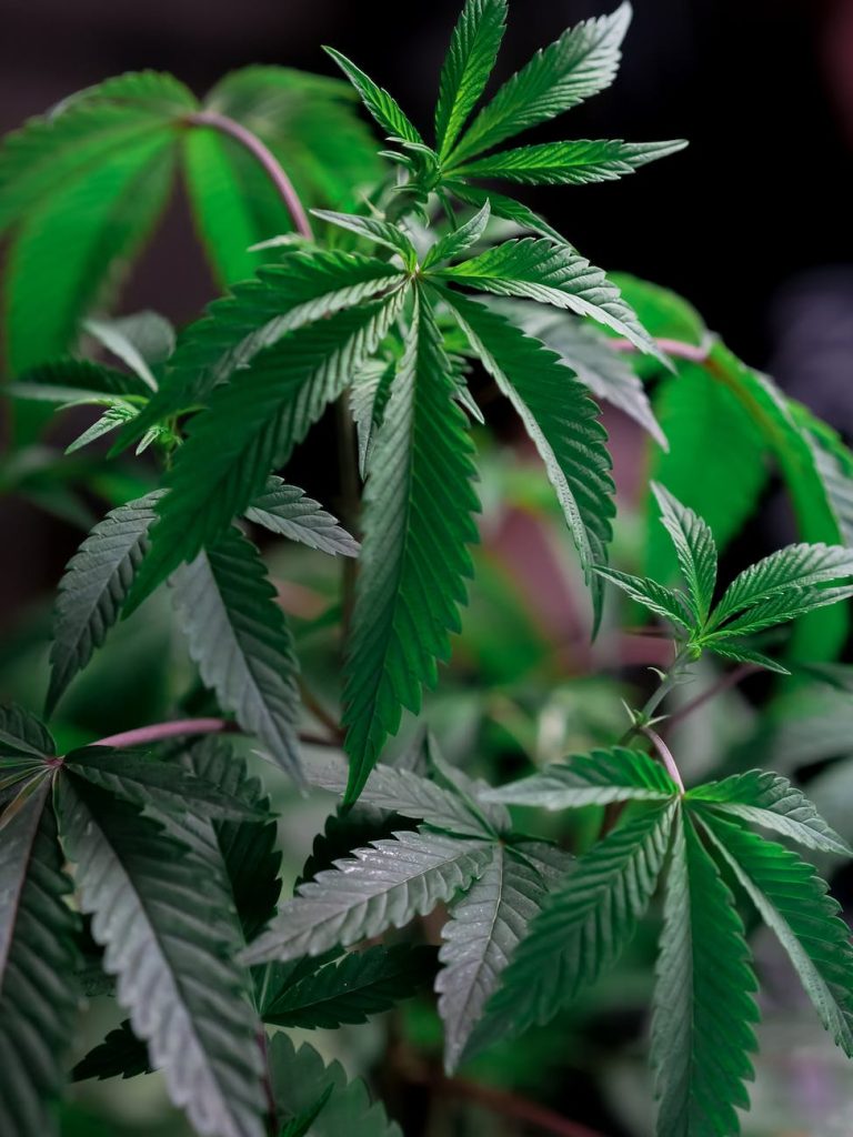 close up photo of cannabis plant
